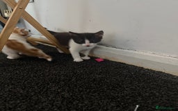 Mixed Breed cats for sale: 2 female kittens  - Image 6