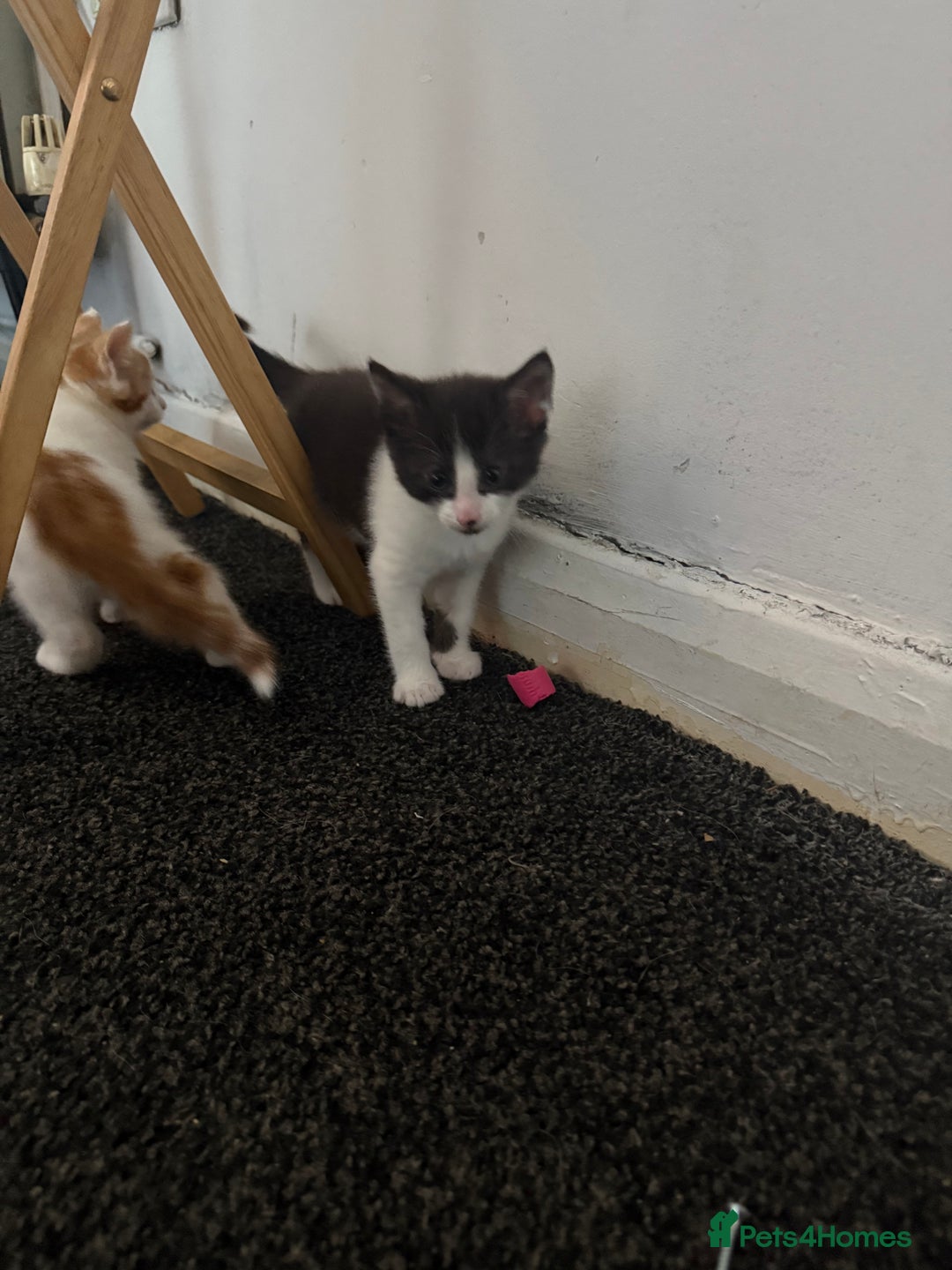 Mixed Breed cats for sale: 2 female kittens  - Image 6