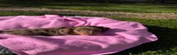 Dachshund dogs for sale: Mini long hair Dachshunds for sale - Advert 5
