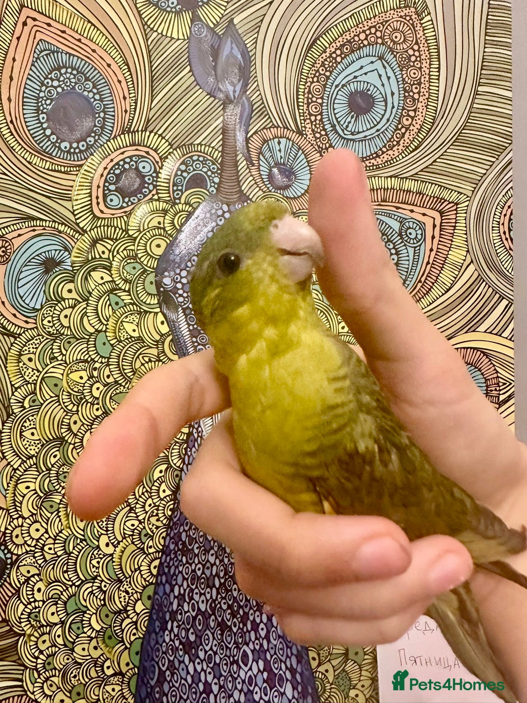 Parakeets birds for sale: Perfect young companion linee parakeet!  - Advert 2