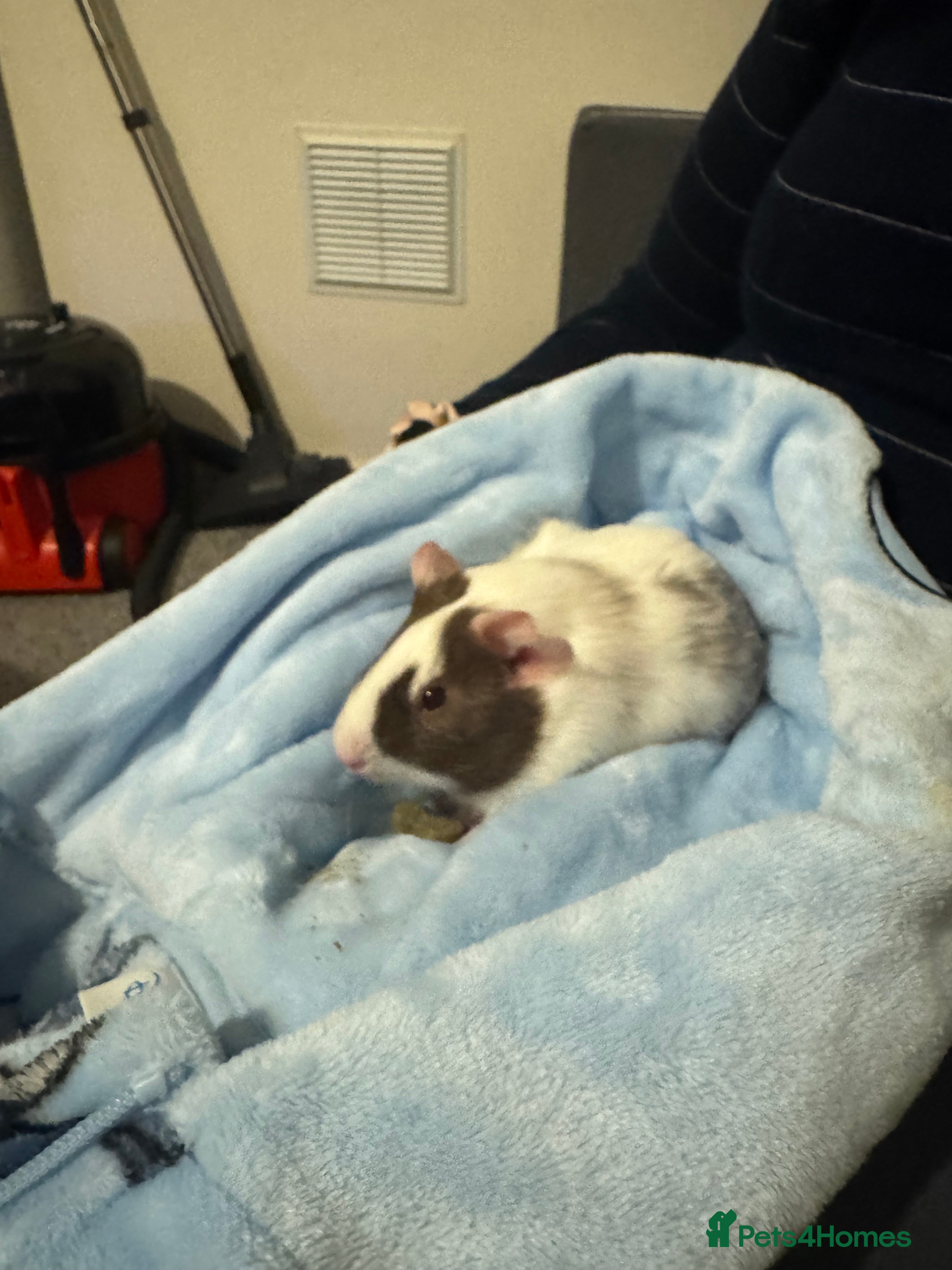 Guinea Pig rodents 2 Female Guinea Pigs incl Cage and Accessories  - Advert 1