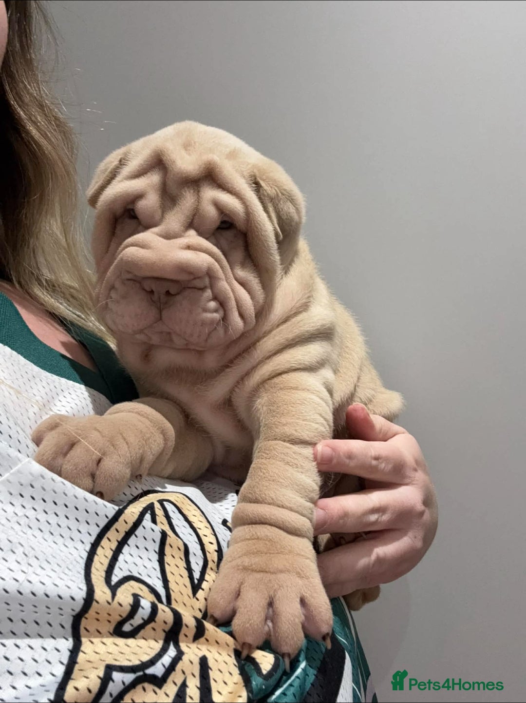 Shar Pei dogs for sale: MALE BABY SHAR PEI - Advert 9