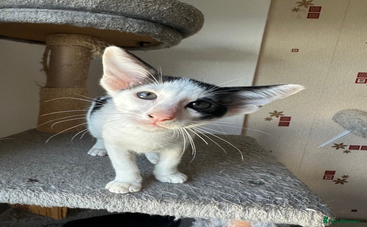 Peterbald cats - Advert 1