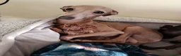 Italian Greyhound dogs for stud: 🐕Italian Greyhound stud dog available ✨ - Advert 5