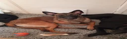 Belgian Shepherd Dog dogs for sale: 3 Belgian malinos puppies for sale  - Advert 1