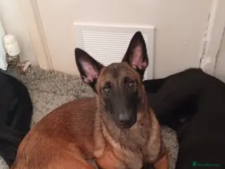Belgian Shepherd Dog dogs 3 Belgian malinos puppies for sale - Advert 5