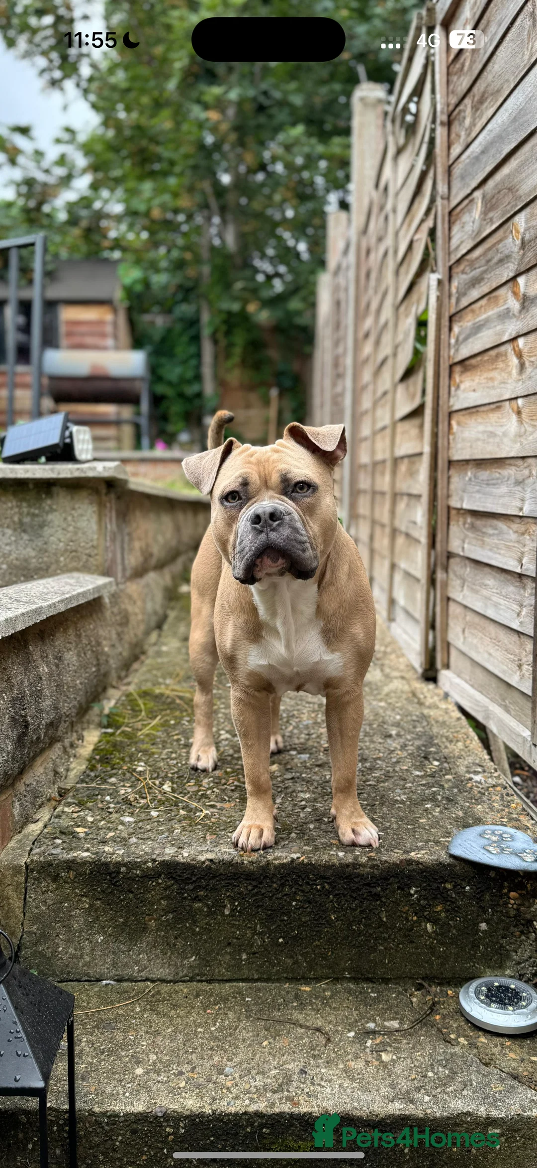 Mixed Breed dogs for sale: Rocky - Advert 3