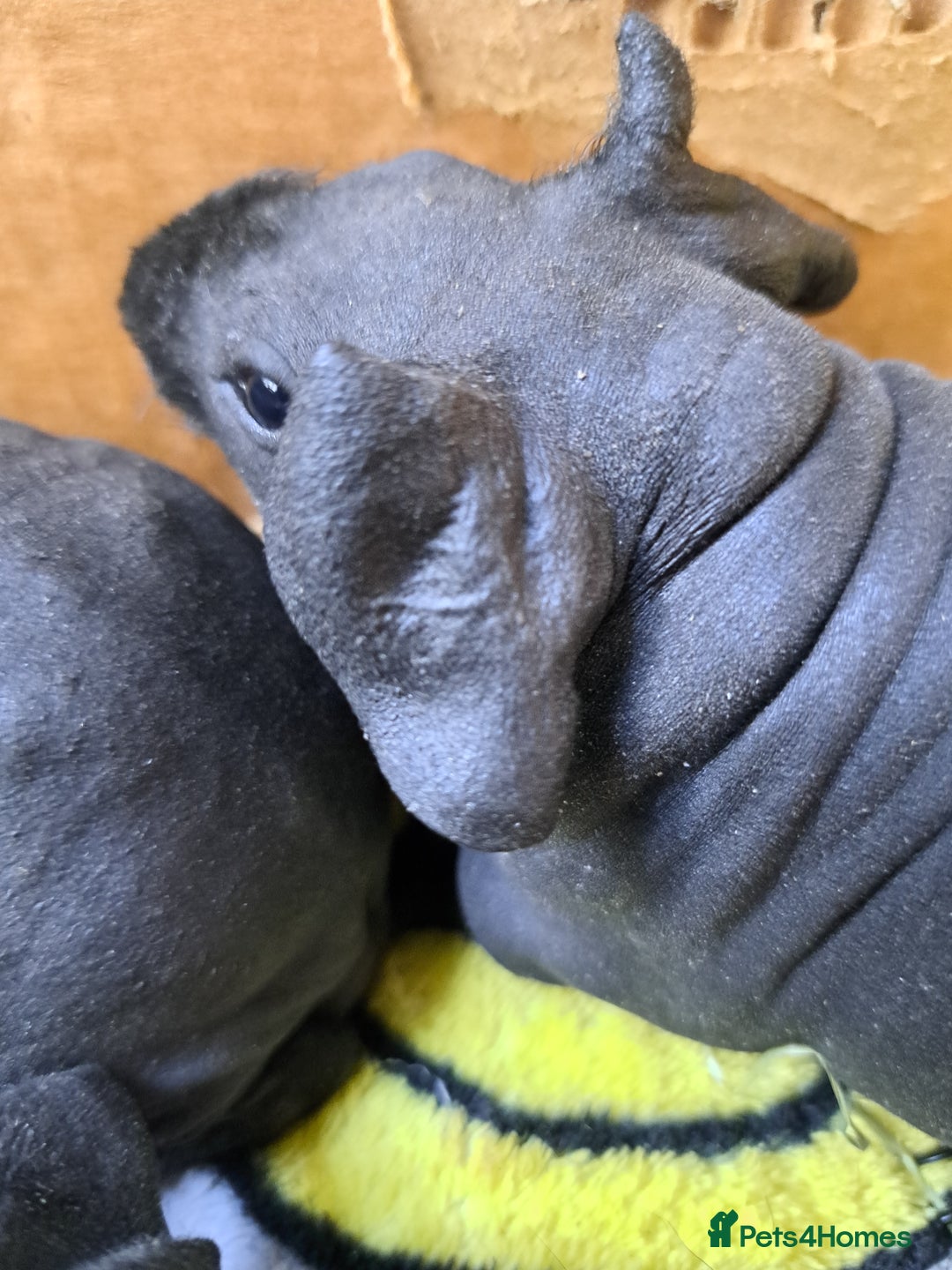 Guinea Pig rodents for sale: Baby Male Skinny Pigs For Sale  - Image 9