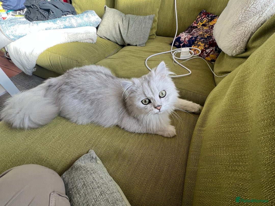 Persian cats for sale: PERSIAN CHINCHILLA - Advert 1