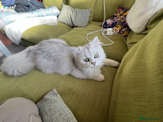 Persian cats PERSIAN CHINCHILLA - Advert 18