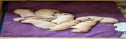 Labrador Retriever dogs for sale: Fox Red/Yellow working line Labrador puppies in Ilminster - Advert 12