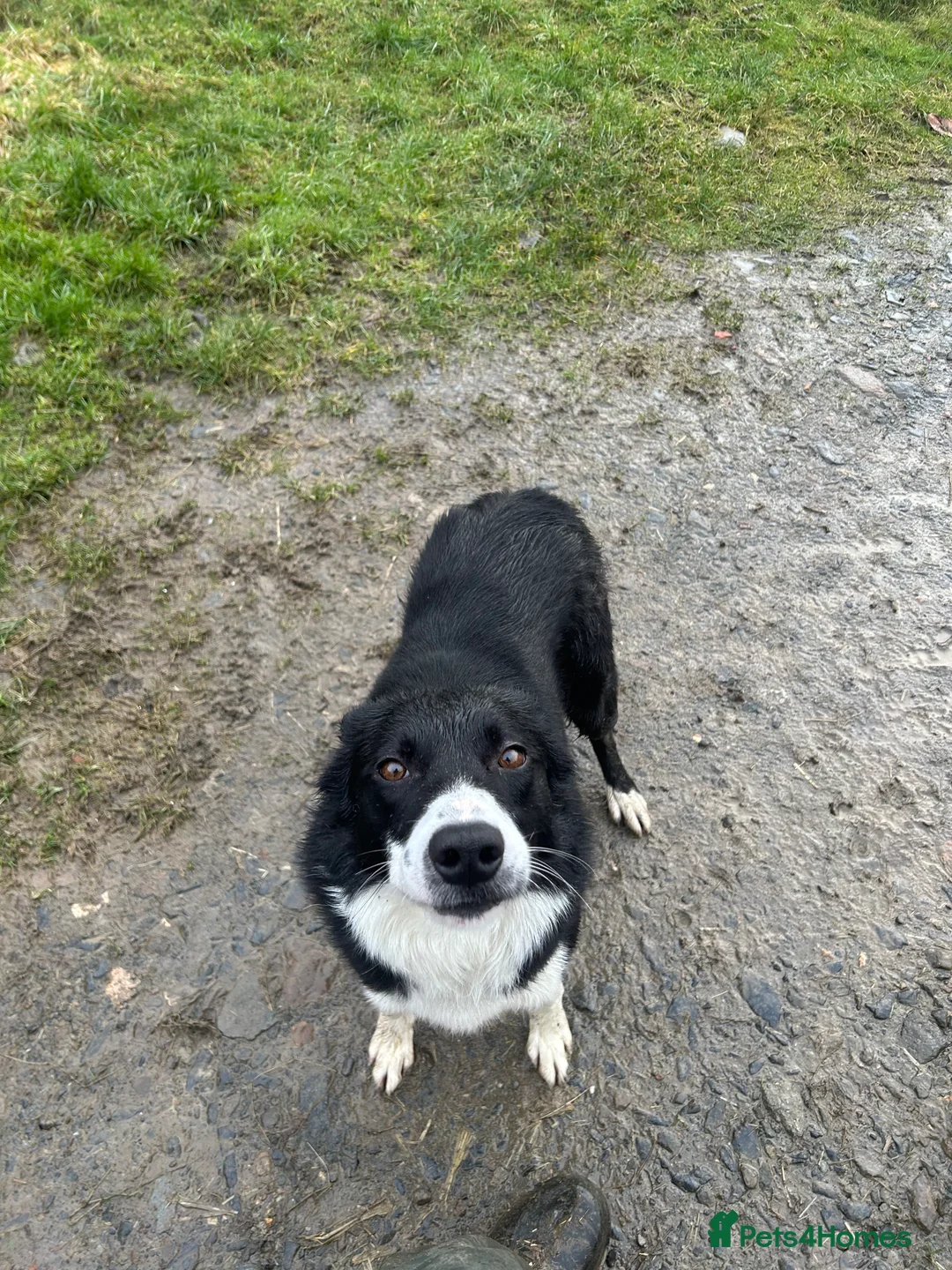 Border Collie dogs for sale: Celt  in Bala - Advert 4