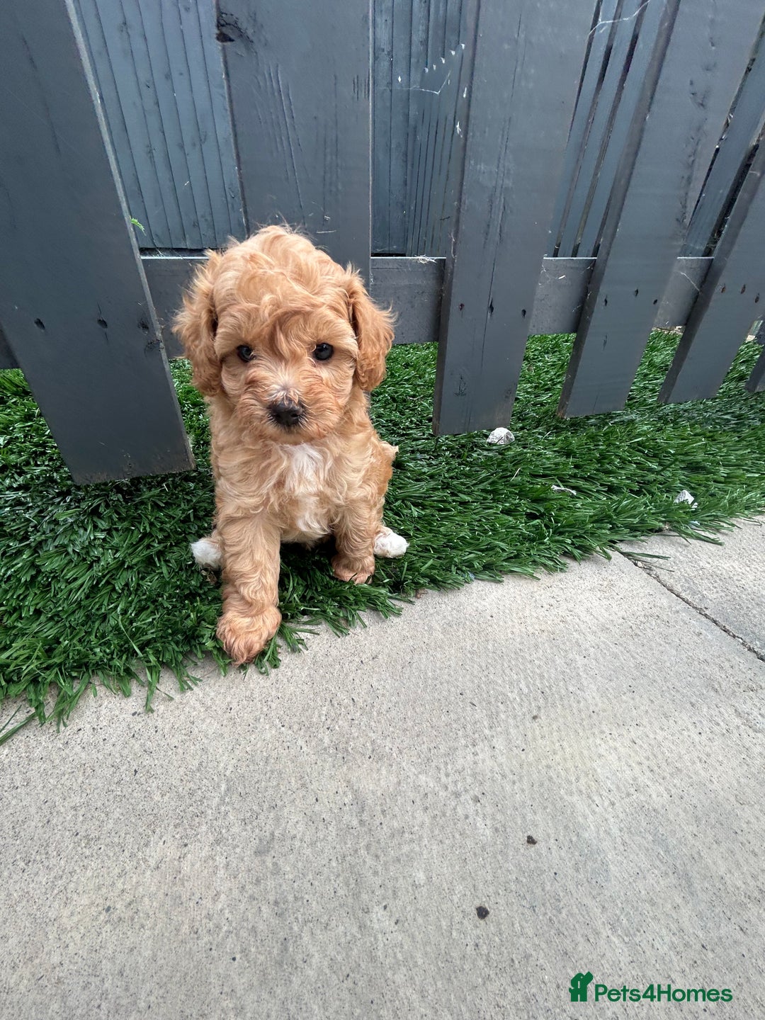 Cockapoo dogs for sale: Beautiful small  cockapoo puppies  - Image 22