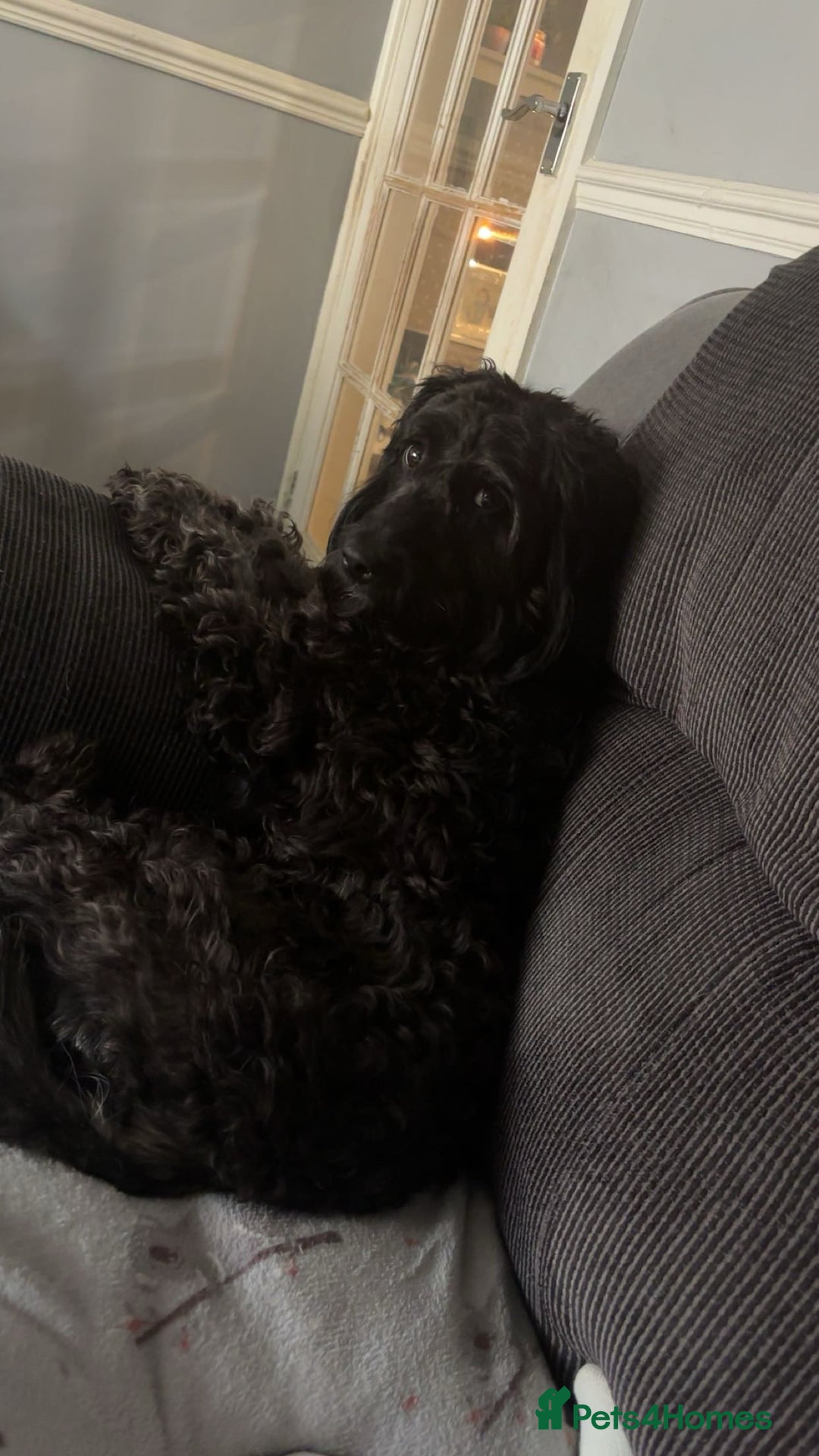 Cavapoo dogs for sale: Mabel  - Advert 11