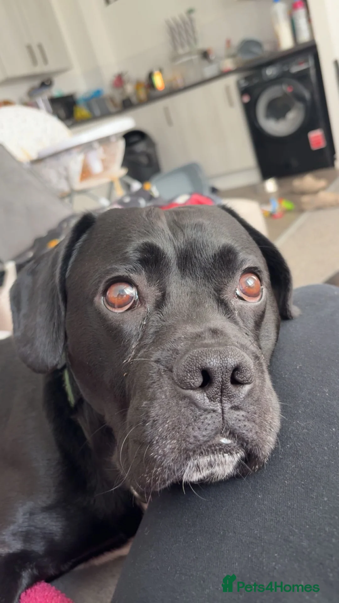 Mixed Breed dogs for sale: Rocky - Advert 2