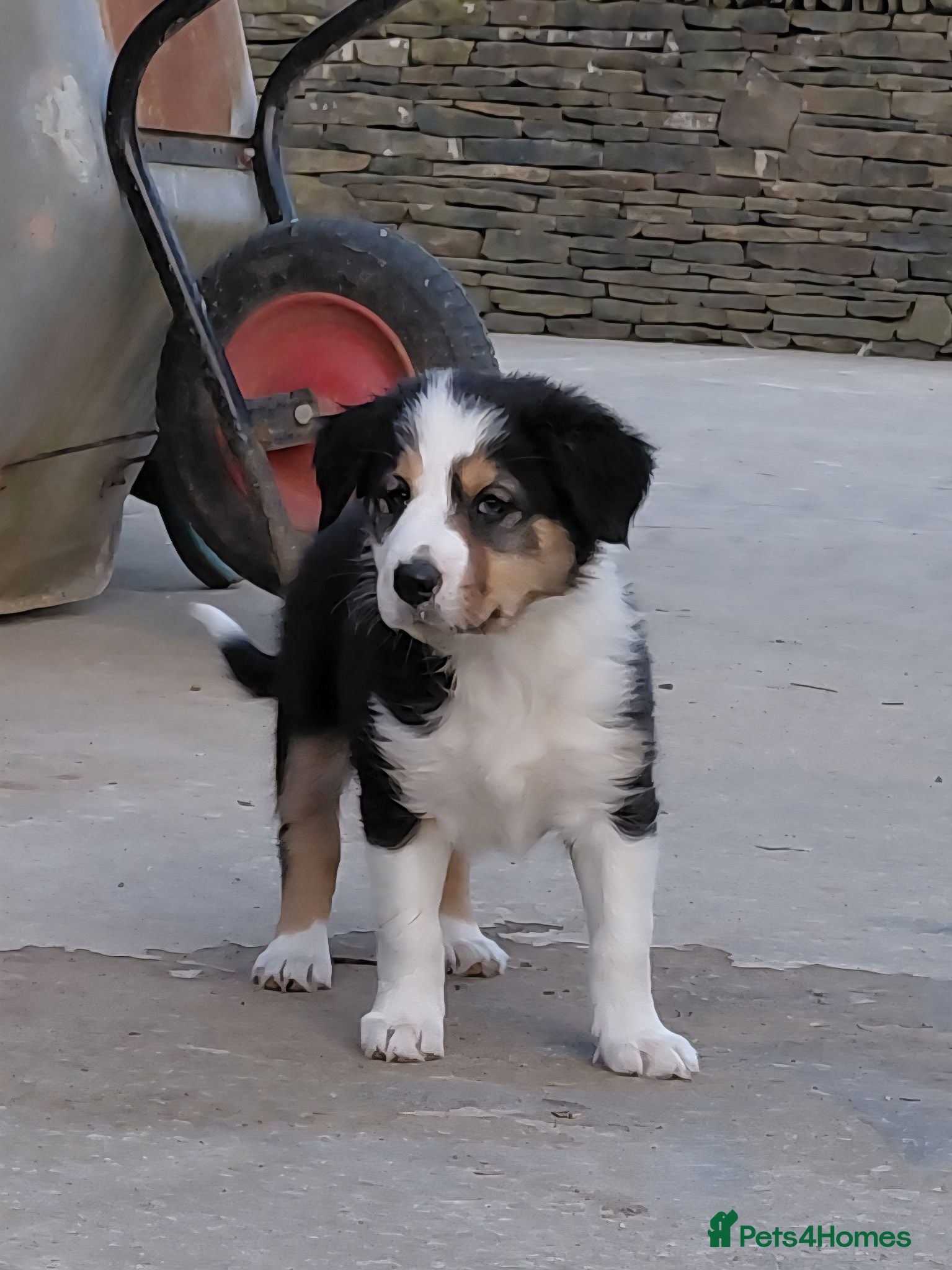Border Collie dogs Quality farm reared border collies  - Advert 2