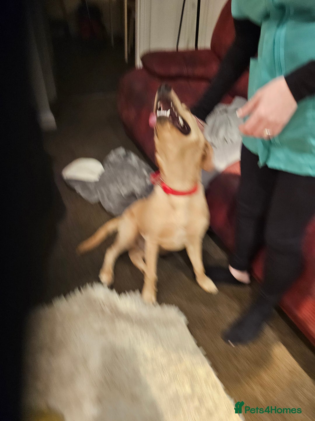 Labrador Retriever dogs for sale: 7-Month-Old Labrador for Rehoming - Advert 5