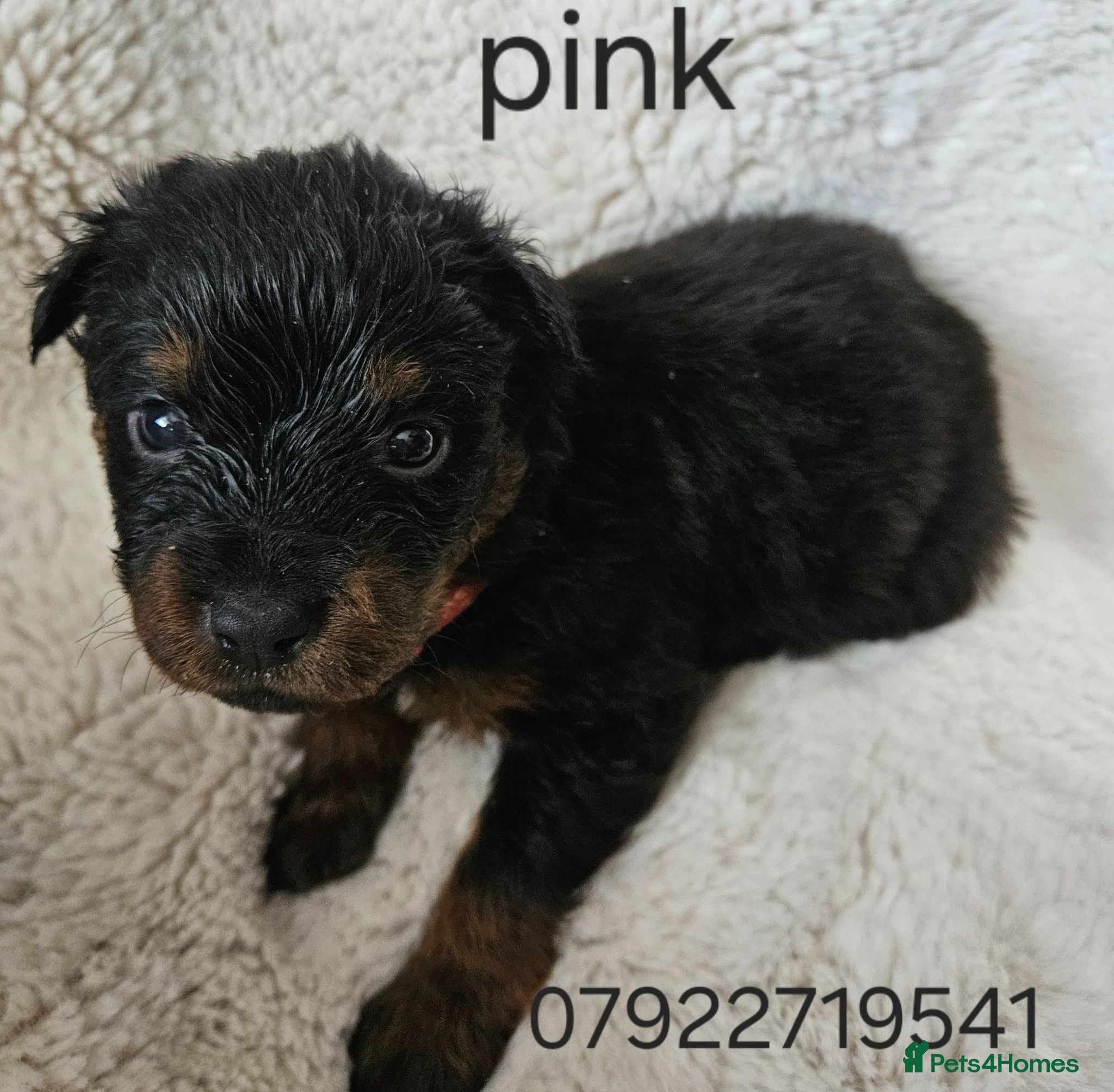 Rottweiler dogs 1 male 1 female rottweiler pup need forever homes - Advert 2