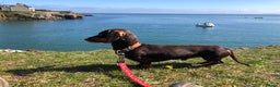 Miniature Dachshund dogs for stud: 4kg KC tiny expert STUD solid genes 100% record in Rochdale - Advert 10