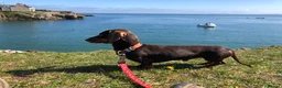 Miniature Dachshund dogs for stud: 4kg KC tiny expert STUD solid genes 100% record in Rochdale - Advert 10