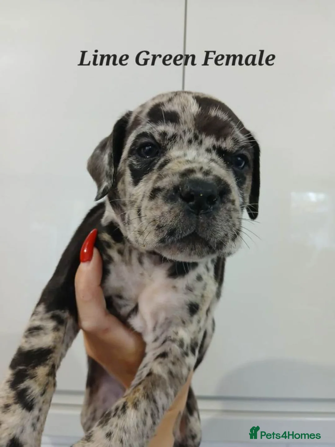 Cane Corso dogs for sale: Quality Cane Corso Puppies For Sale in Norwich - Advert 7