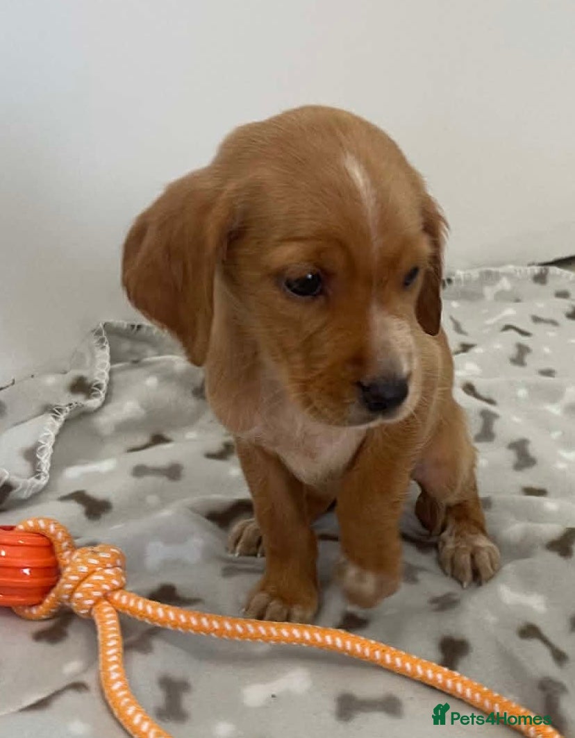 Cockerdor dogs Beautiful cockerdor pups - Advert 2