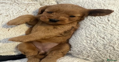 Cavapoo dogs - Advert 3