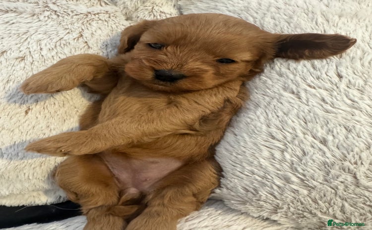 Cavapoo dogs - Advert 4