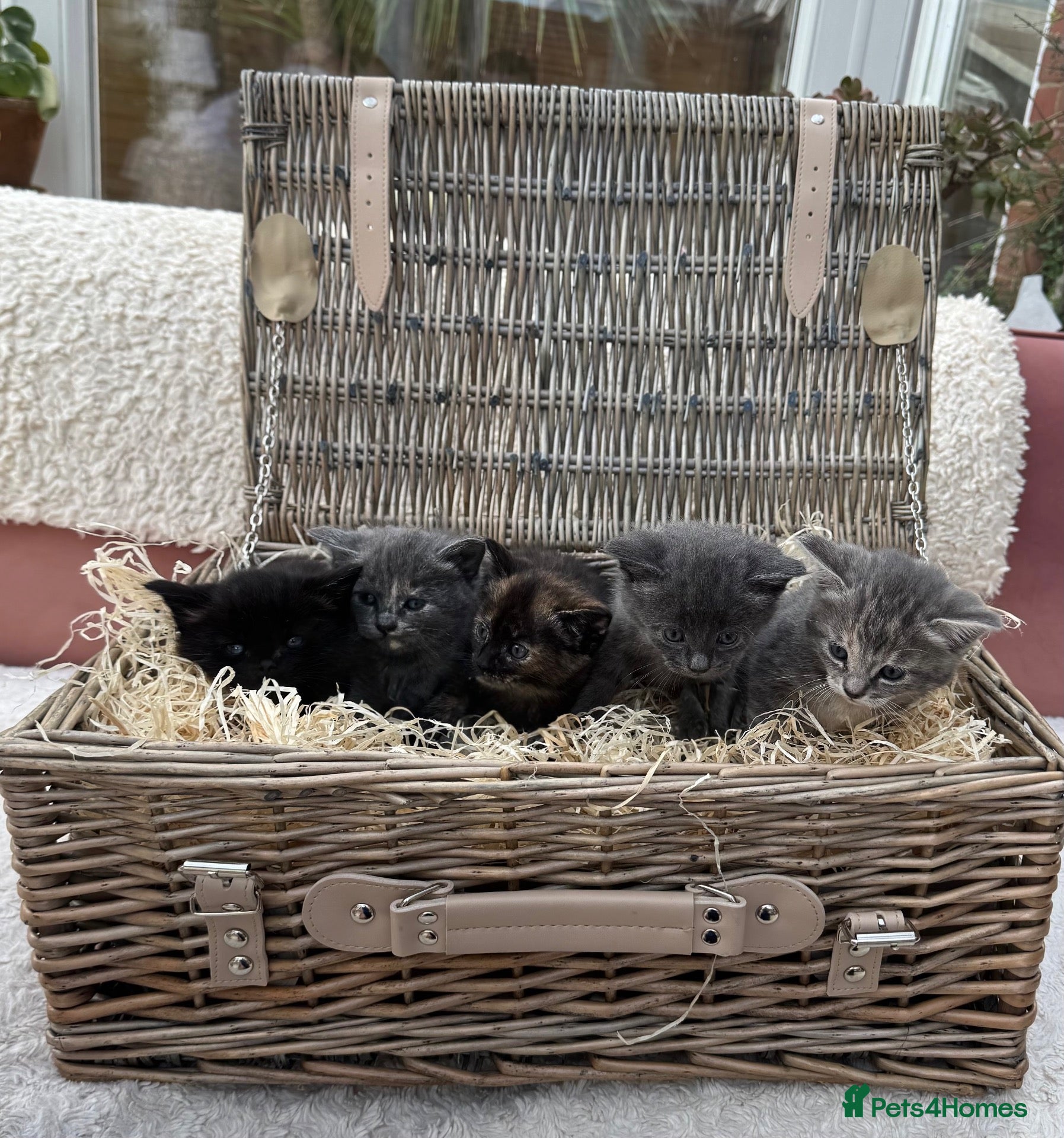 Mixed Breed cats 5 stunning long haired kittens  - Advert 8