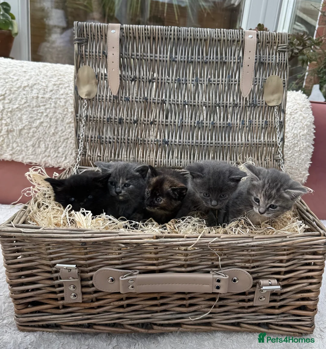 Mixed Breed cats for sale: 5 stunning long haired kittens  in Bournemouth - Advert 1