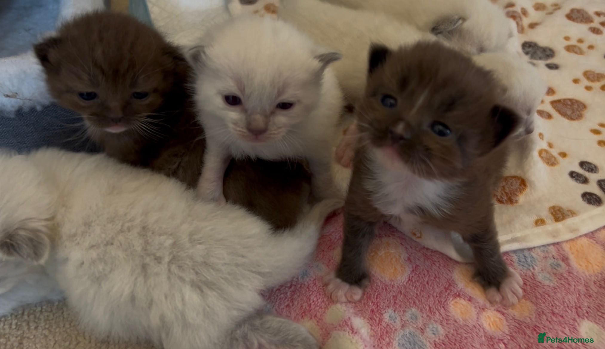 Ragamese cats SHORTHAIR RAGDOLL-SIAMESE KITTENS - Advert 1