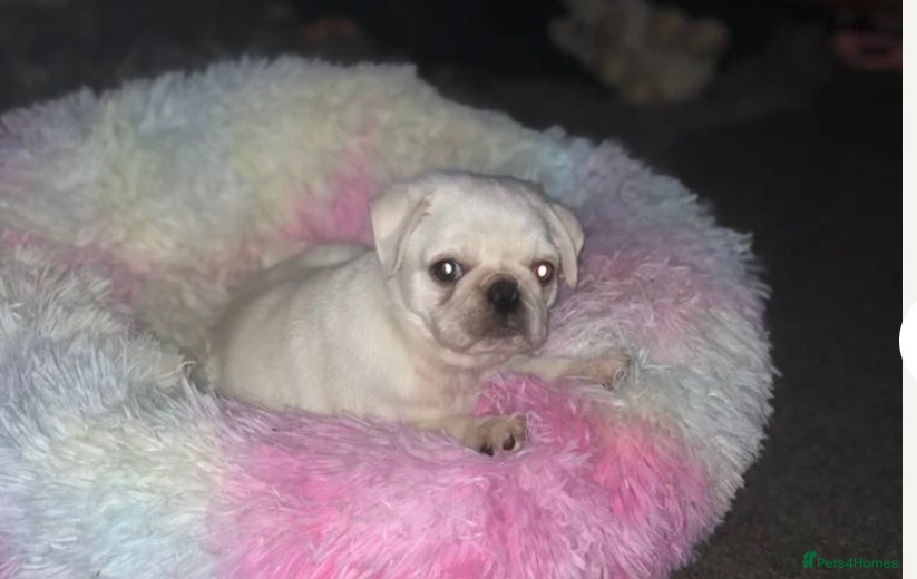 Pug dogs White pug puppy - Advert 3