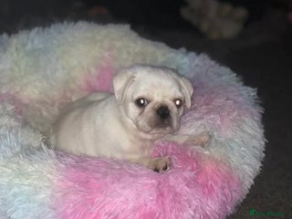 Pug dogs White pug puppy - Advert 4