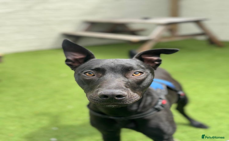 Mixed Breed dogs - Advert 1