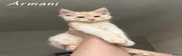 Maine Coon cats for sale: Champion line Maine Coon Kittens- TICA Registered  - Advert 3