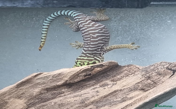 Gecko reptiles - Advert 2