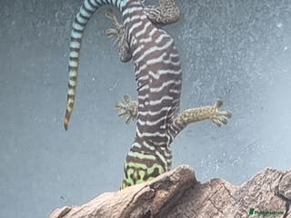 Gecko reptiles Breeding Pair Standings Day Geckos inc. ExoTerra - Advert 3