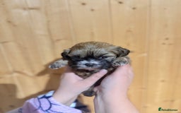 Shih Tzu dogs for sale: Shih tzu puppies  - Image 8