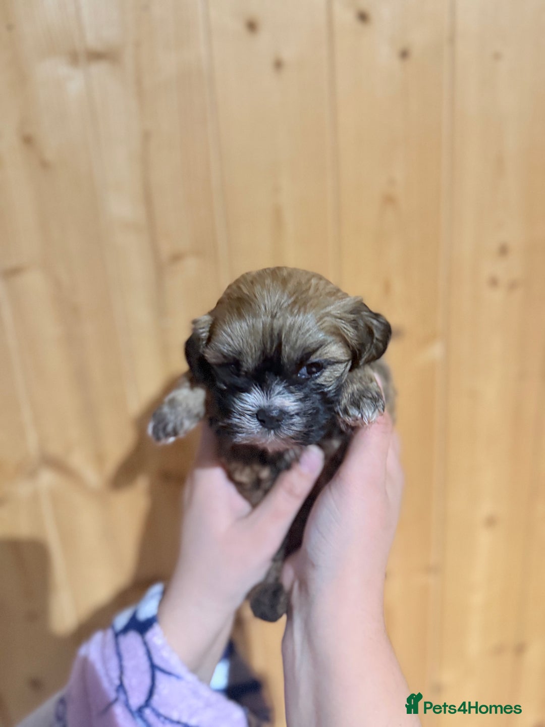 Shih Tzu dogs for sale: Shih tzu puppies  - Image 8