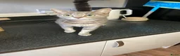 Bengal cats for sale: Rosie  - Advert 2