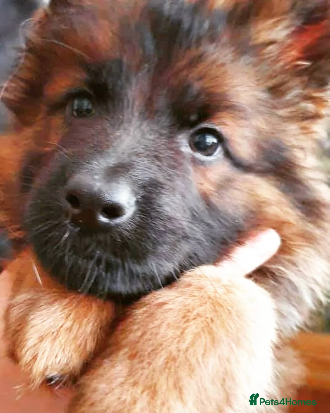 German Shepherd dogs for sale: Male German Shepherd - Reluctant Rehoming in Bristol - Advert 15