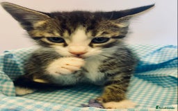 European cats for sale: Colourful kittens - Image 5