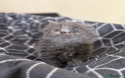 Persian cats for sale: GCCF show quality Persian kittens  - Image 6