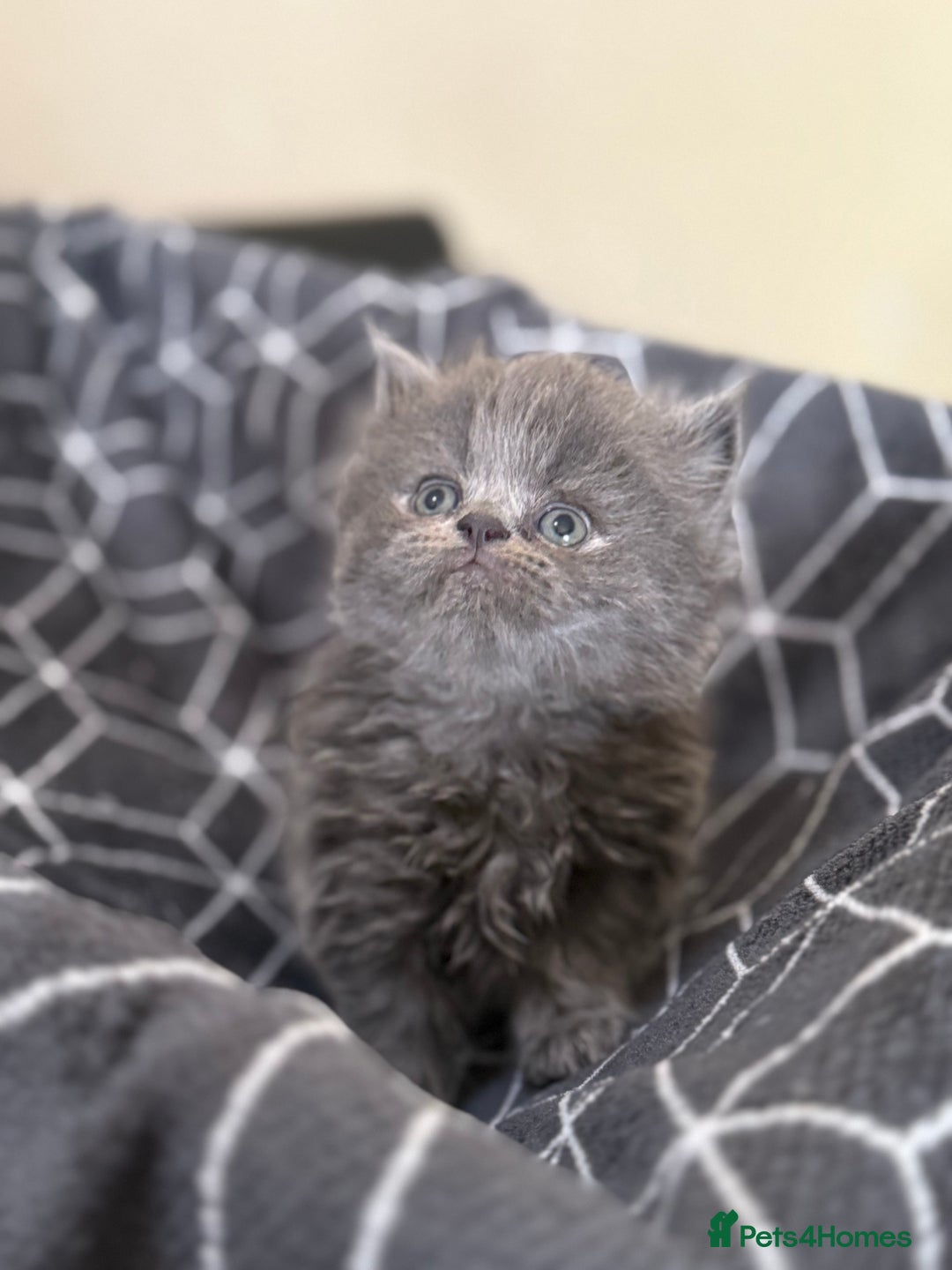 Persian cats for sale: GCCF show quality Persian kittens  - Image 6