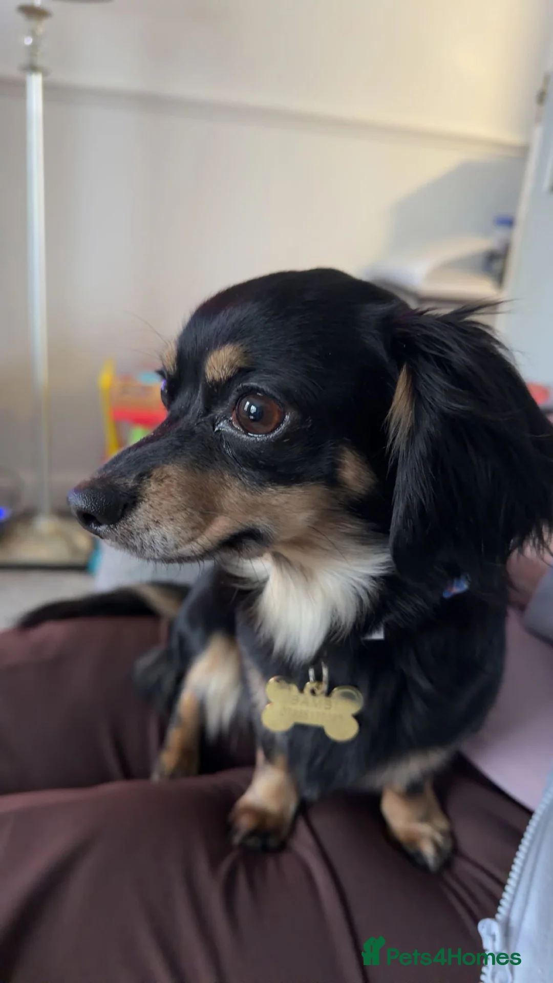 Chiweenie dogs for sale: 2 year old chiweenie - Advert 1