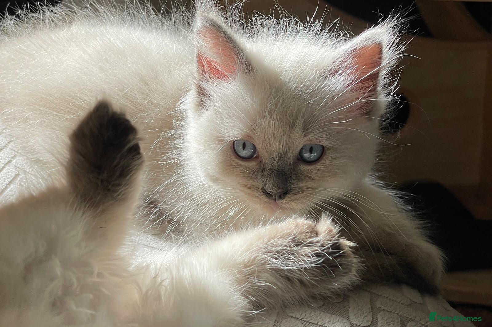 Ragdoll cats 3 beautiful Ragdoll boys ready forr new homes - Advert 5