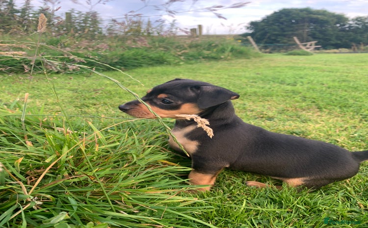 Mixed Breed dogs - Advert 14