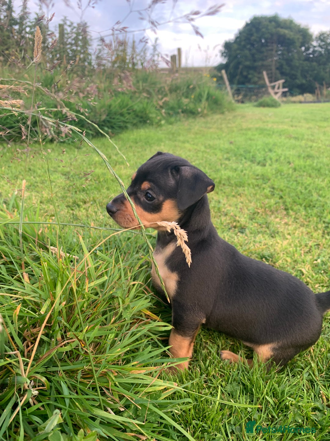 Mixed Breed dogs for sale: miniature pincher / mini jack  - Image 15
