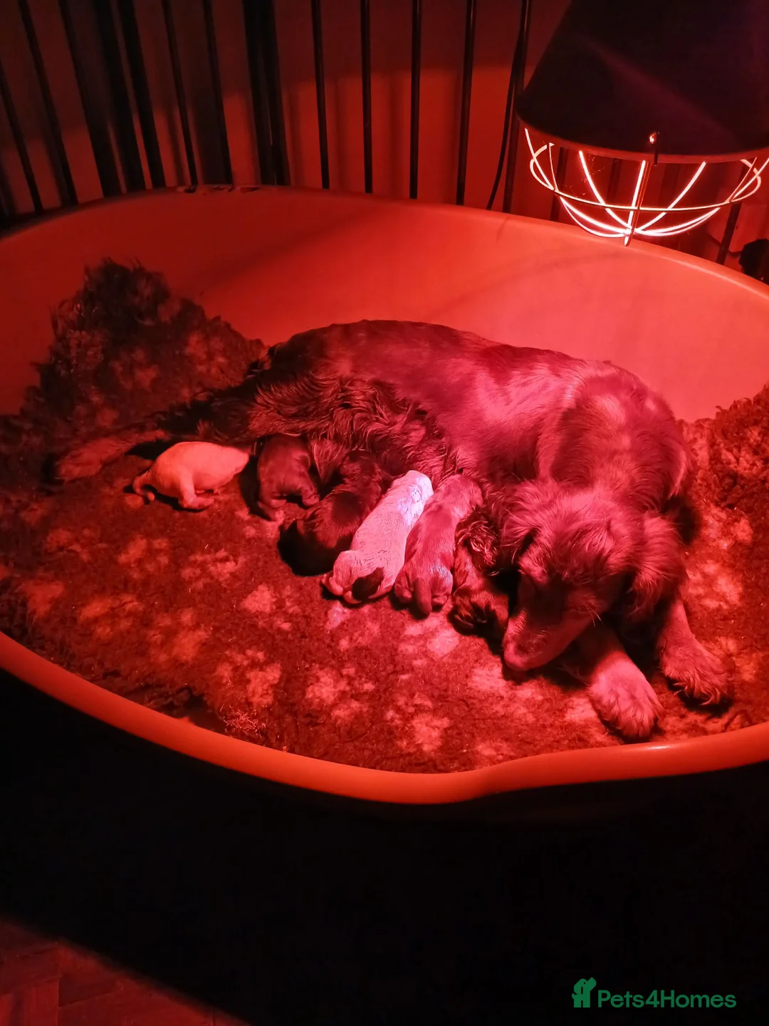 Cocker Spaniel dogs for sale: Cocker Spaniel Puppies - Advert 17