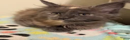 Maine Coon cats for sale: GCCF PEDIGREE MAINECOON KITTENS - Advert 7
